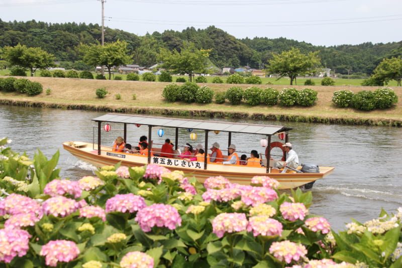 Hydrangea Festival